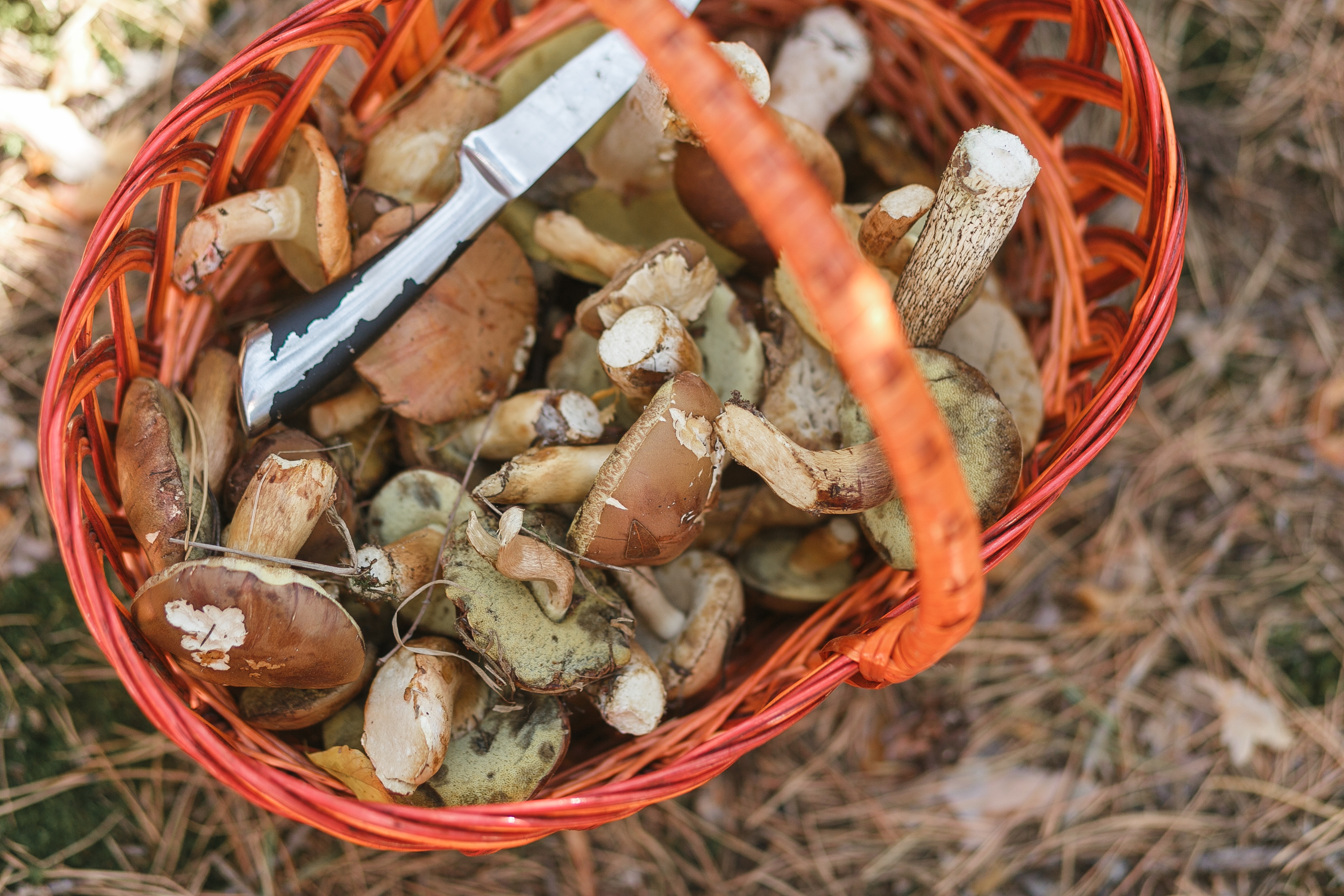 basket-with-mushrooms-knife-standing-forest-glade